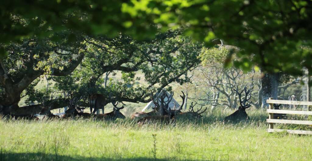 Heard of Stags, Scotland