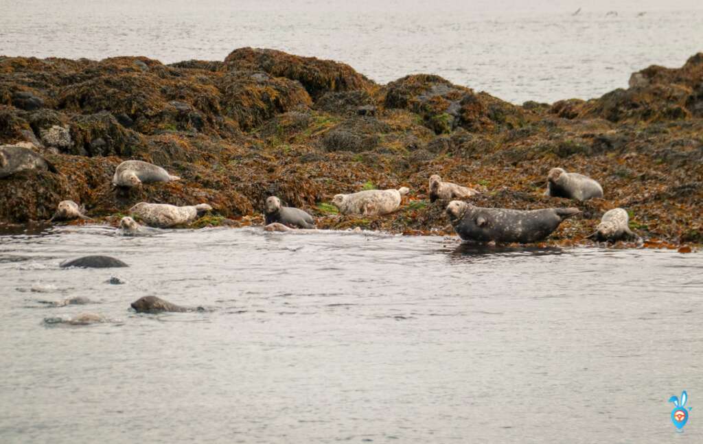 Treshnish Islands - Isle of Mull, Wild Animals in Scotland