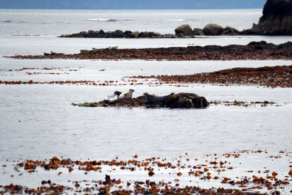 Scottish Wildlife Treshnish Islands Seals
