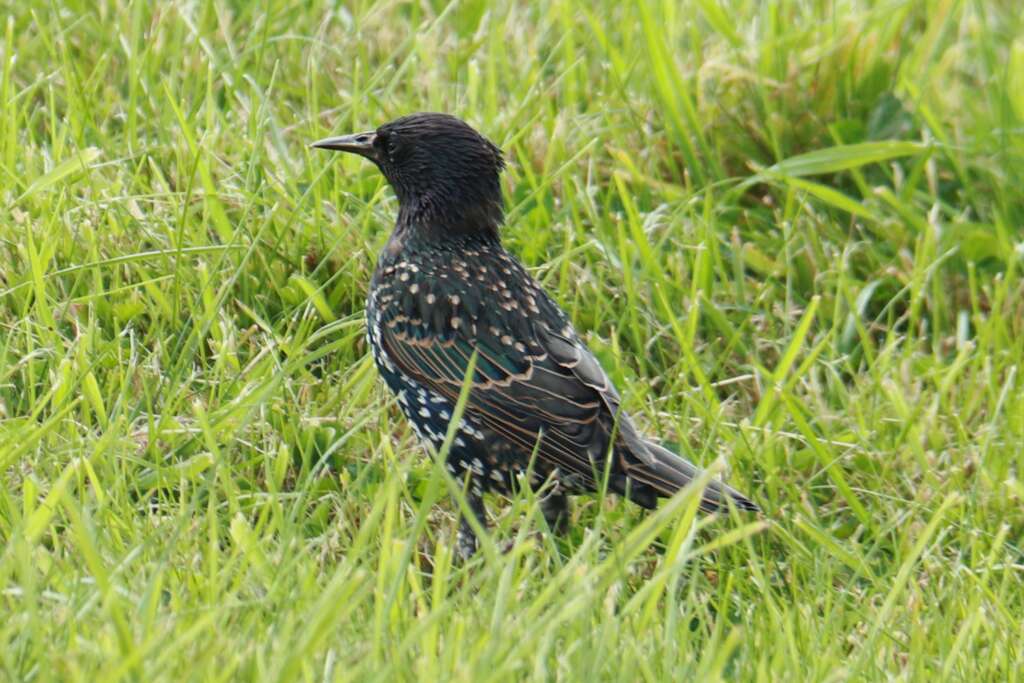 Starling Scotland Wildlife