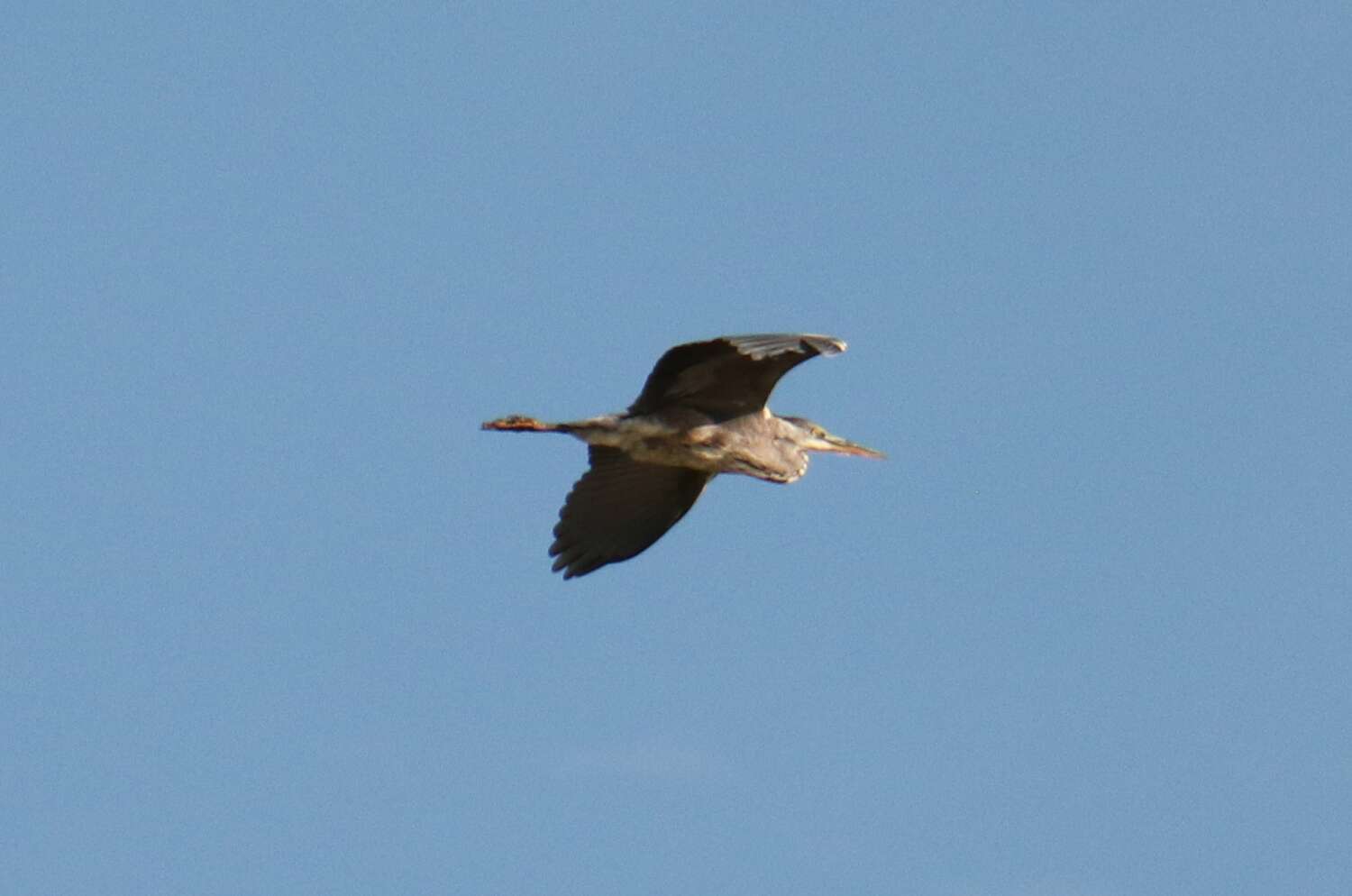 Scottish Wildlife Pelican Bird