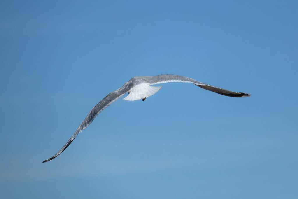 Seagull, Scotland