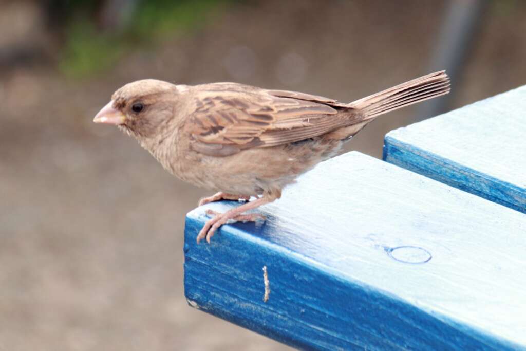 House Sparrow, Scotland Wild Animals