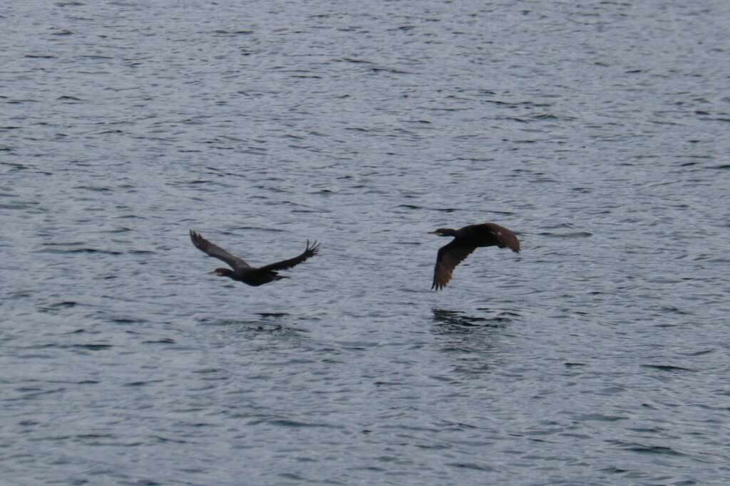 Shags, Treshnish Island, Scotland