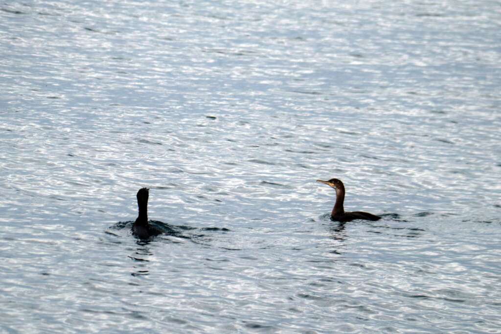 Scottish Wildlife