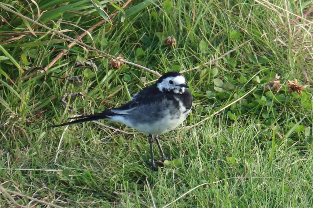 White Wagtail Sparrow Scotland Wild Animals