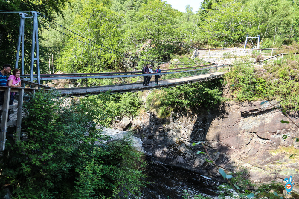 Watching Salmon Leaping Rogie Falls Bridge