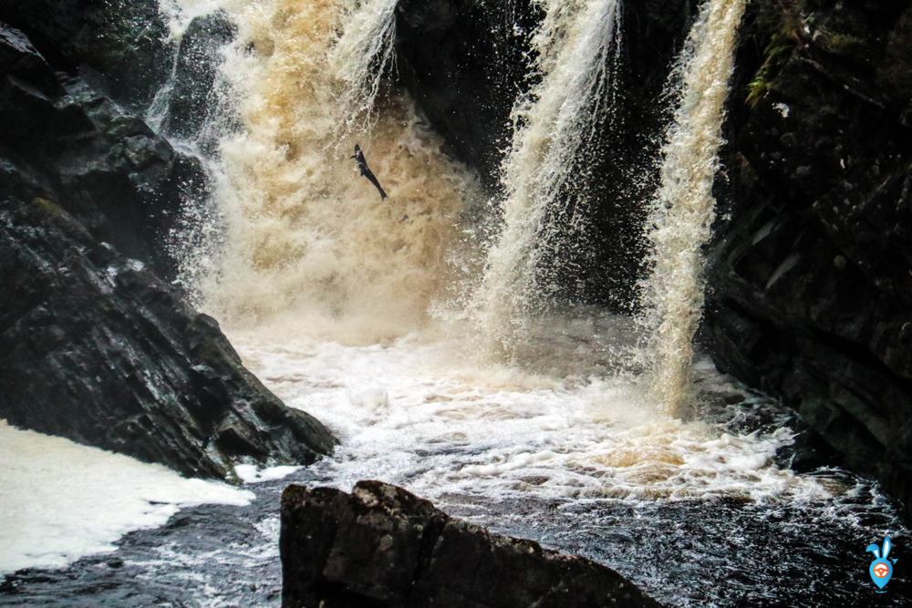 salmon leaping scotland rogie falls