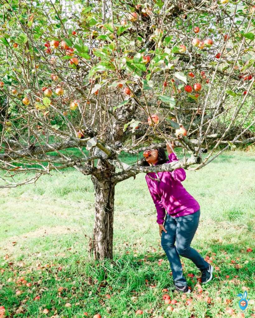 Apple Trees in Montepellier, Vermont