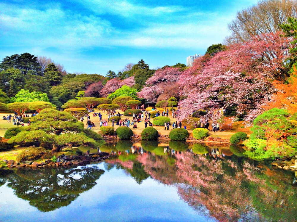 Cherry Blossoms in Tokyo, Japan 