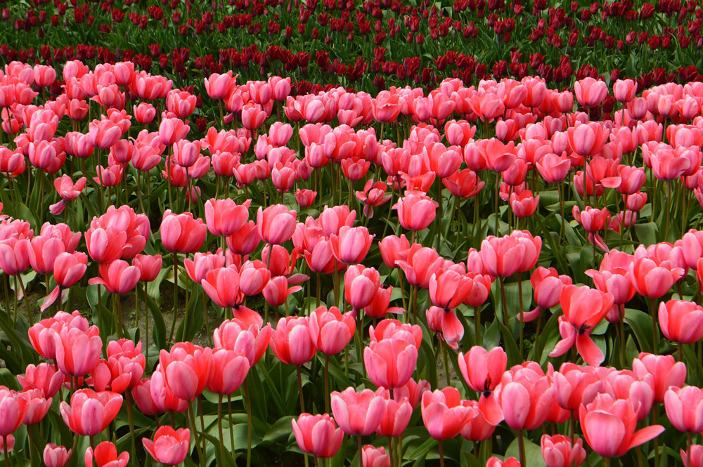 Skagit Valley Tulip Fields, Washington DC