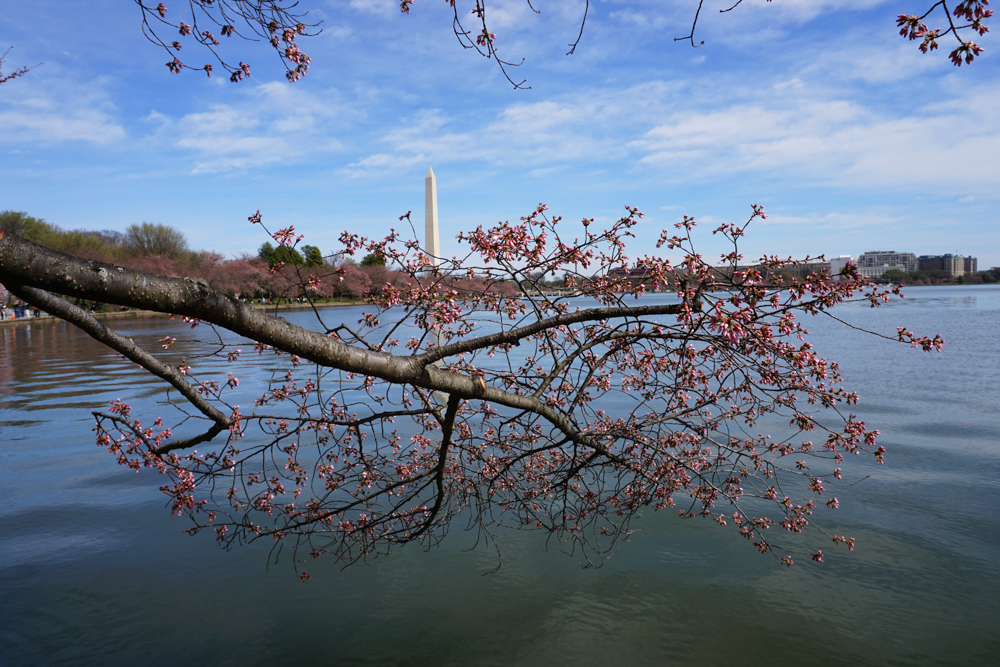 washington cherry blossom spring