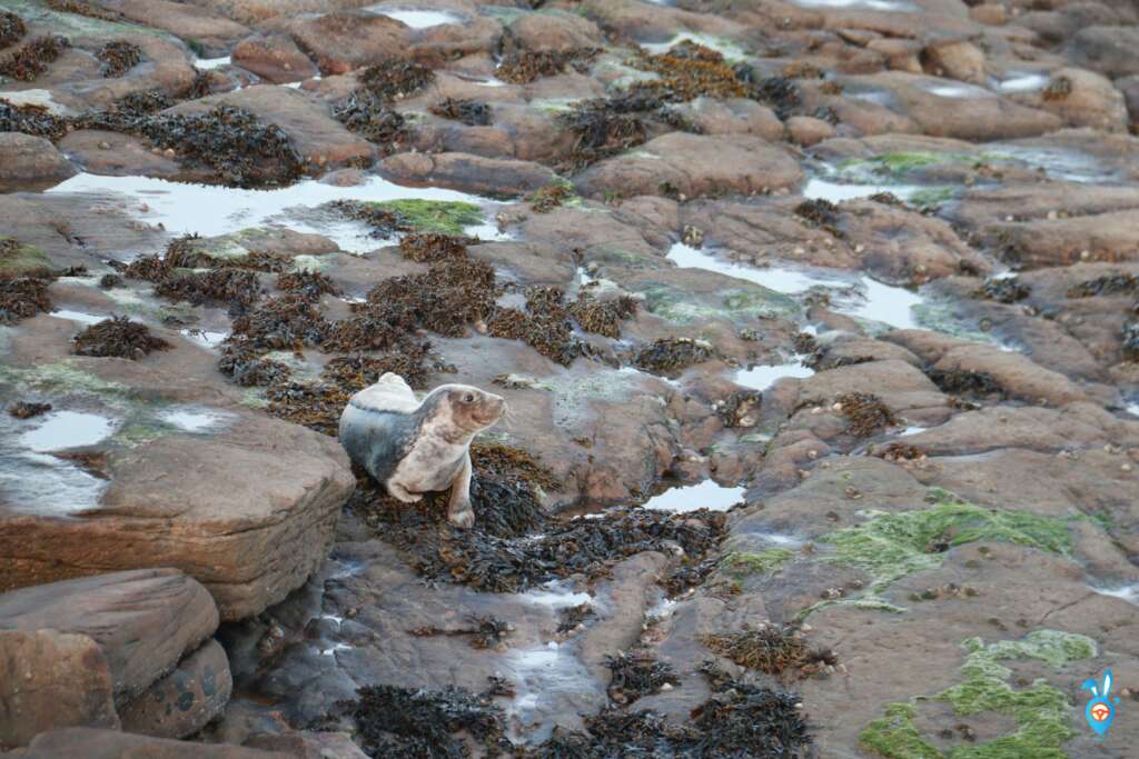 whitley bay beach cove seals st marys island