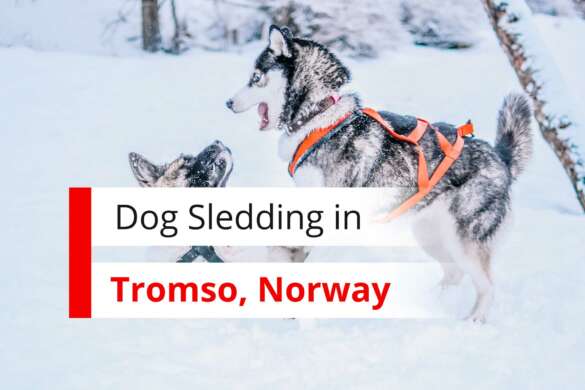 Dog Sledding in Tromso Norway