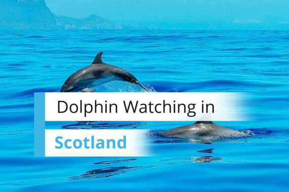 Dolphin Watching in Inverness Scotland
