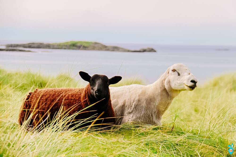 2 Week Scotland Road Trip Itinerary: Scottish Highlands, NC500 and Islands | 2021 52 Sanna Bay Sheep