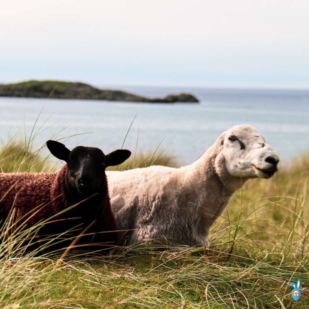 Sanna Bay Scotland