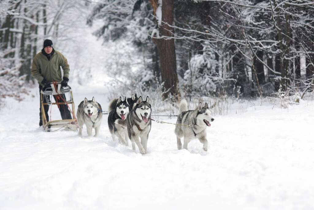 dog sledding fun outdoor activity