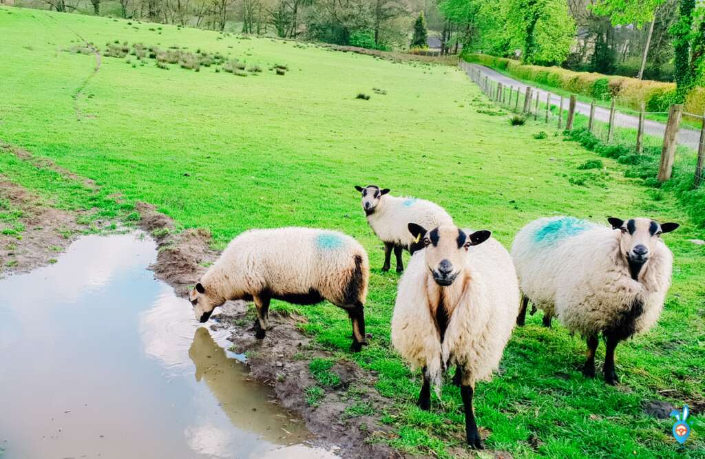 erwlon caravn park riverside pods sheep