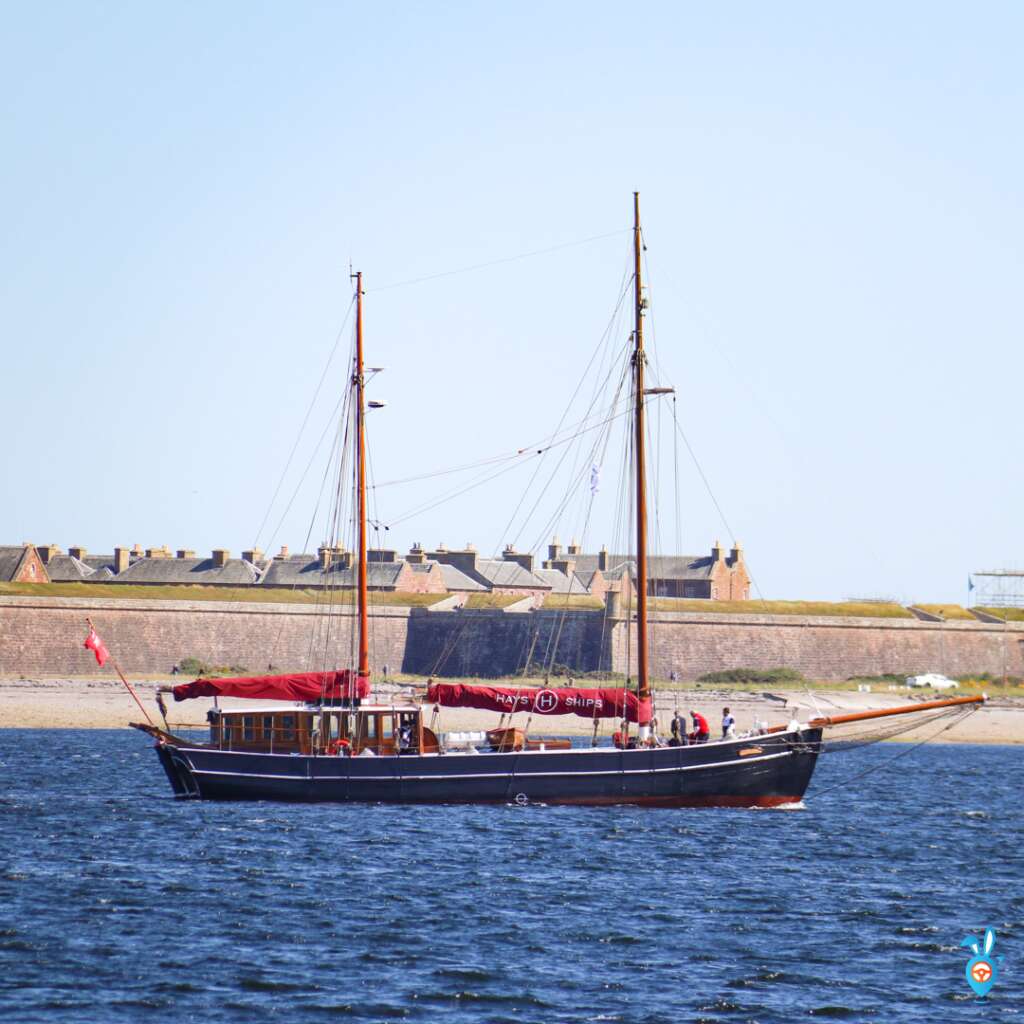 Dolphin Watching in Scotland