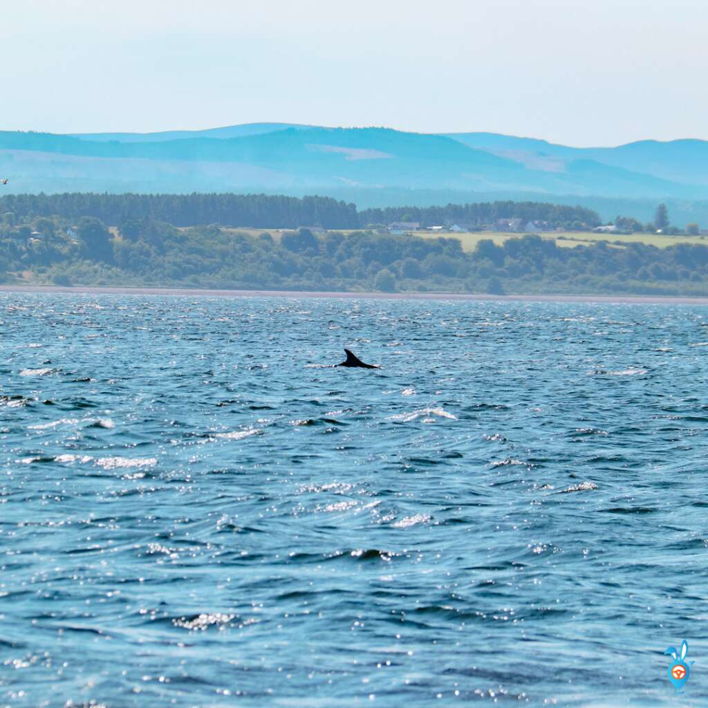 Dolphin Watching in Scotland