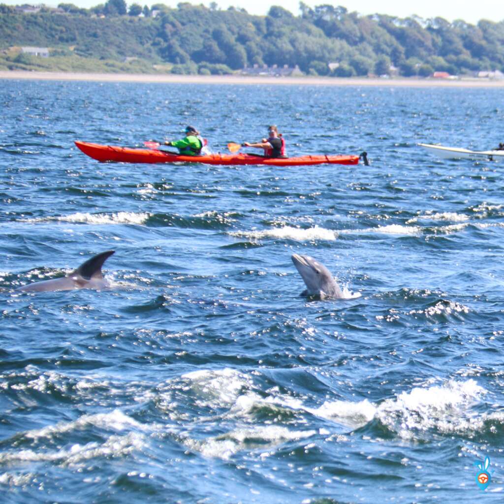 Dolphin Watching in Scotland