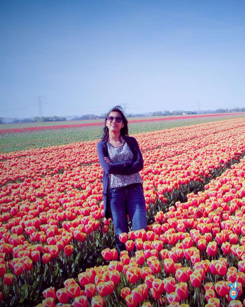 Tulips Field Giethoorn