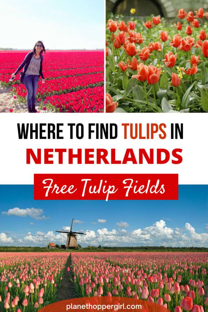 Where to find tulips in Netherlands