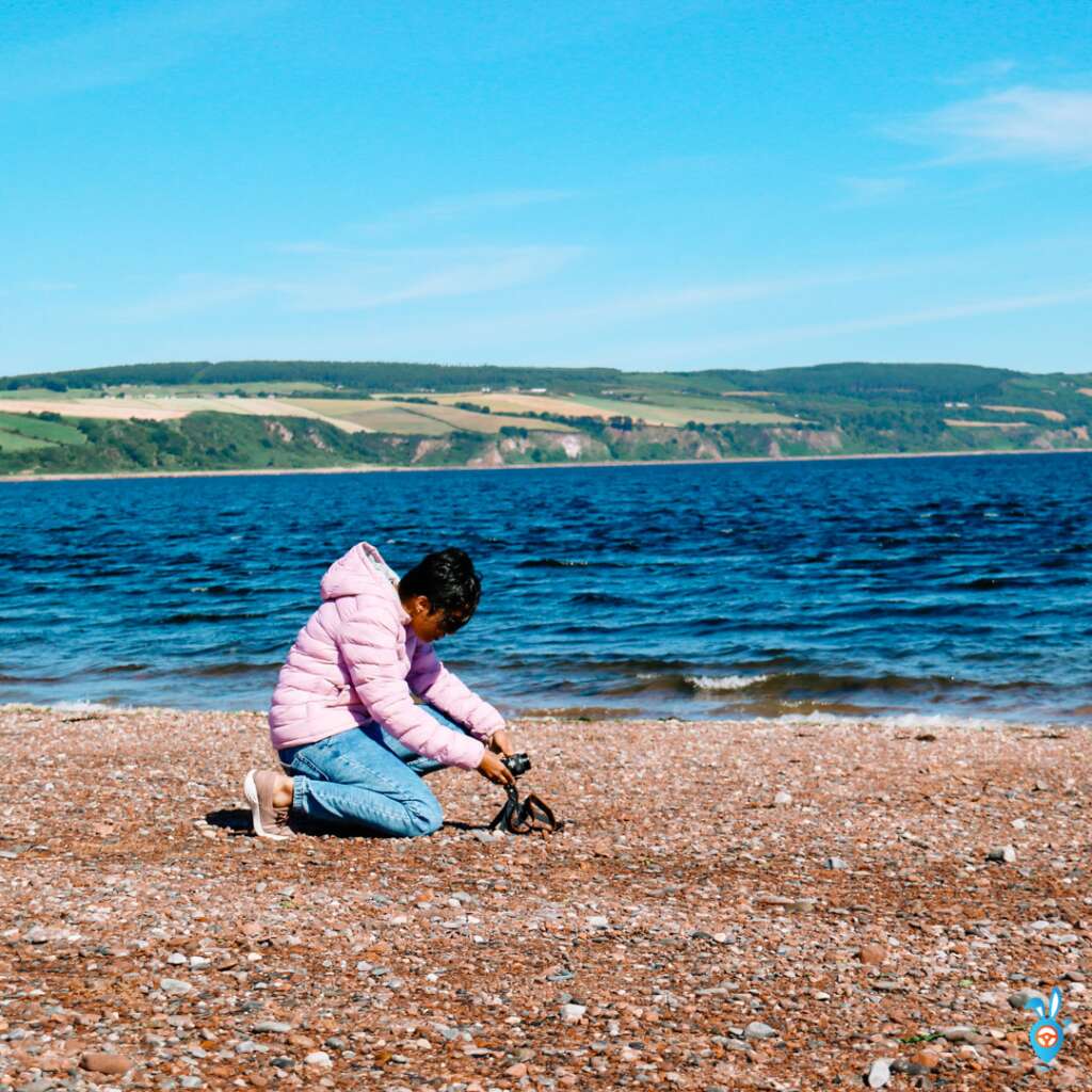 Dolphin Watching in Scotland