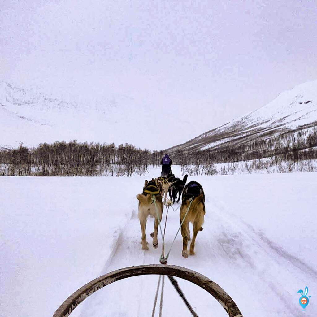 Dog Sledding in Tromso Norway