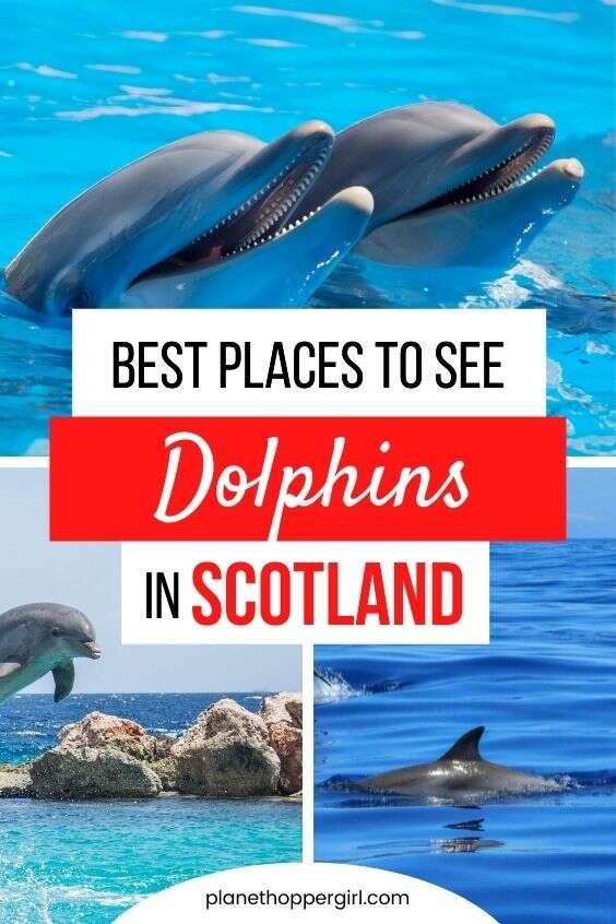 best places to see dolphins scotland