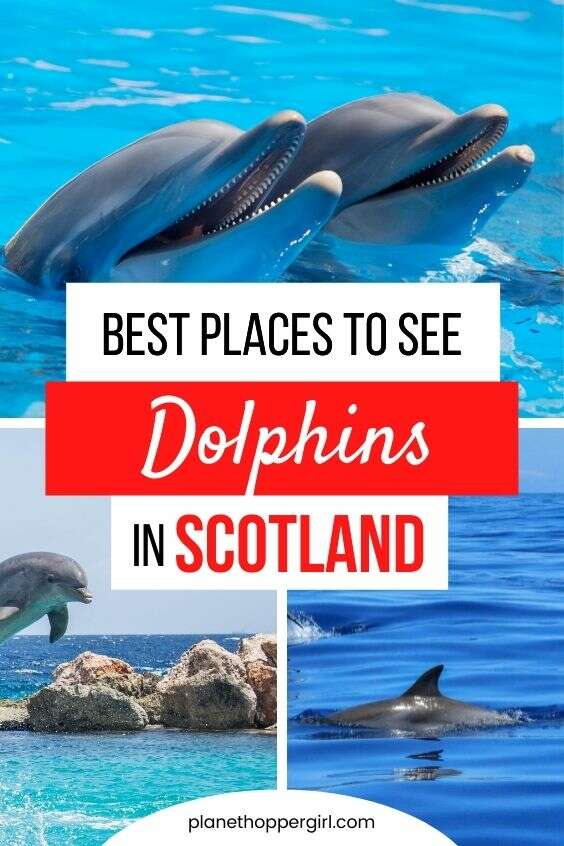 Best Places to See Wild Dolphins