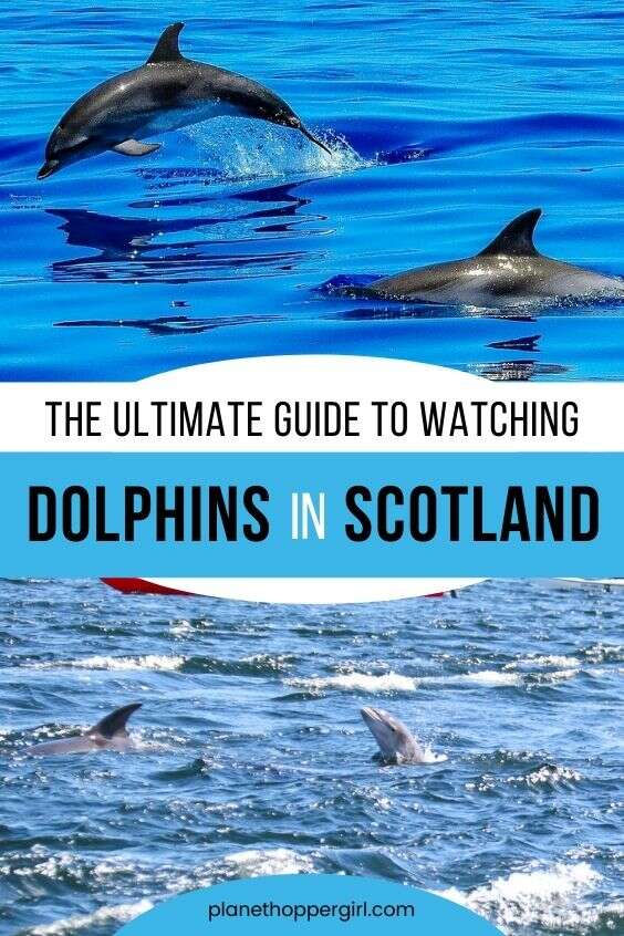 ultimate guide to dolphins scotland