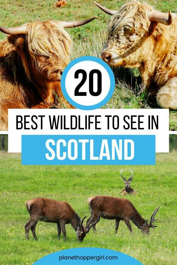 Best wildlife to see in Scotland