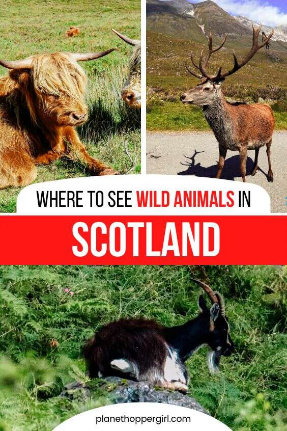 Where to see wild animals in scotland